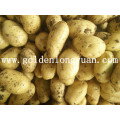 Fresh New Crop Potato gelbe und saubere Haut